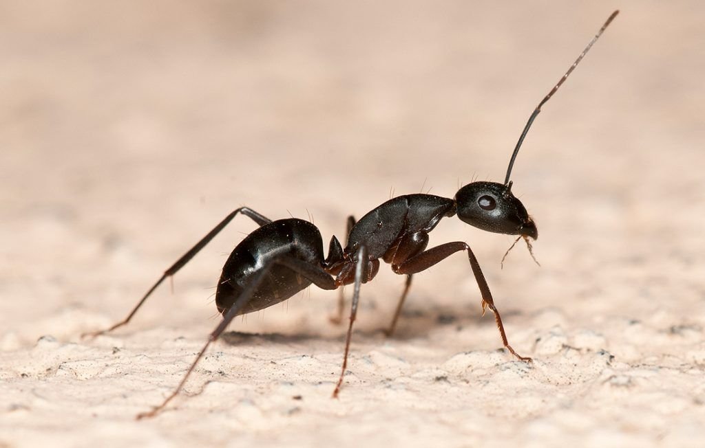 ant control