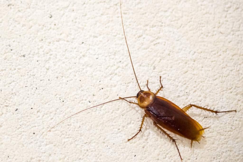 cockroach control