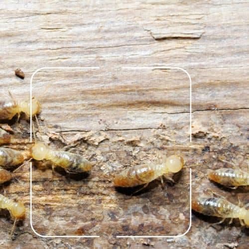 termites control