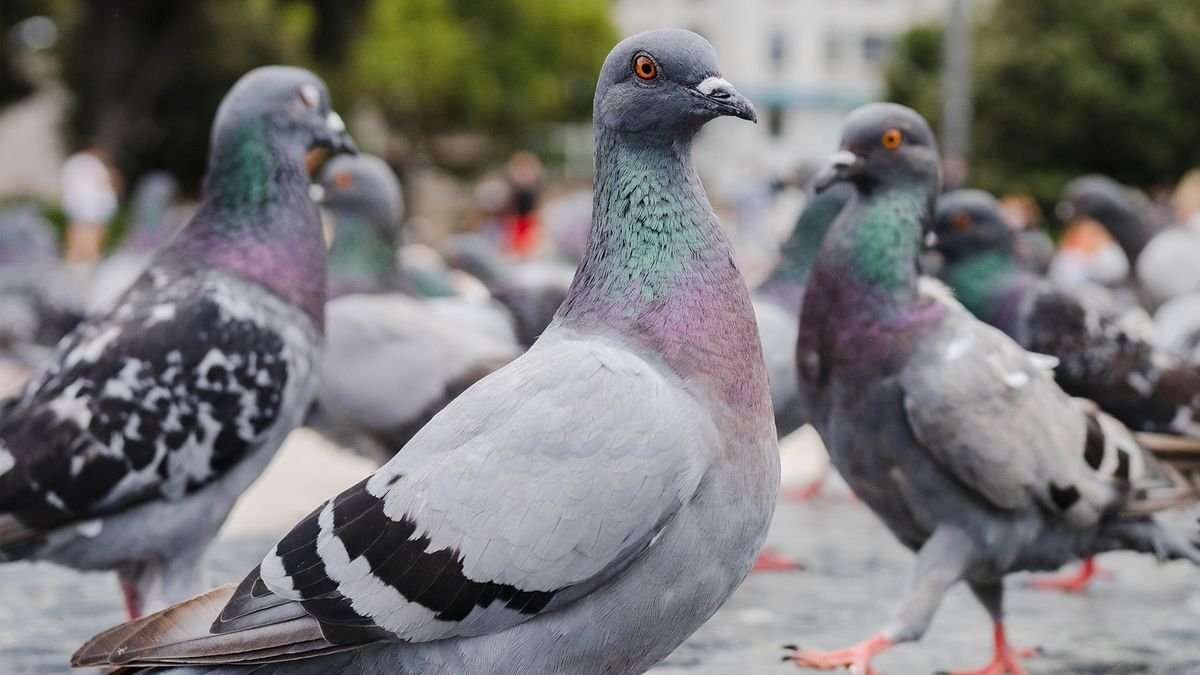 bird control saudia